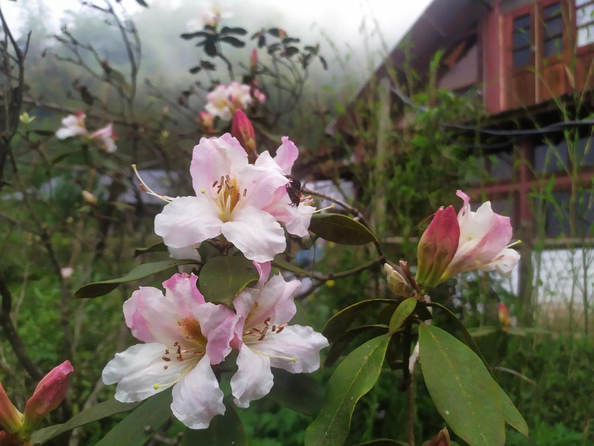 Homestay Chapi Dreamy *