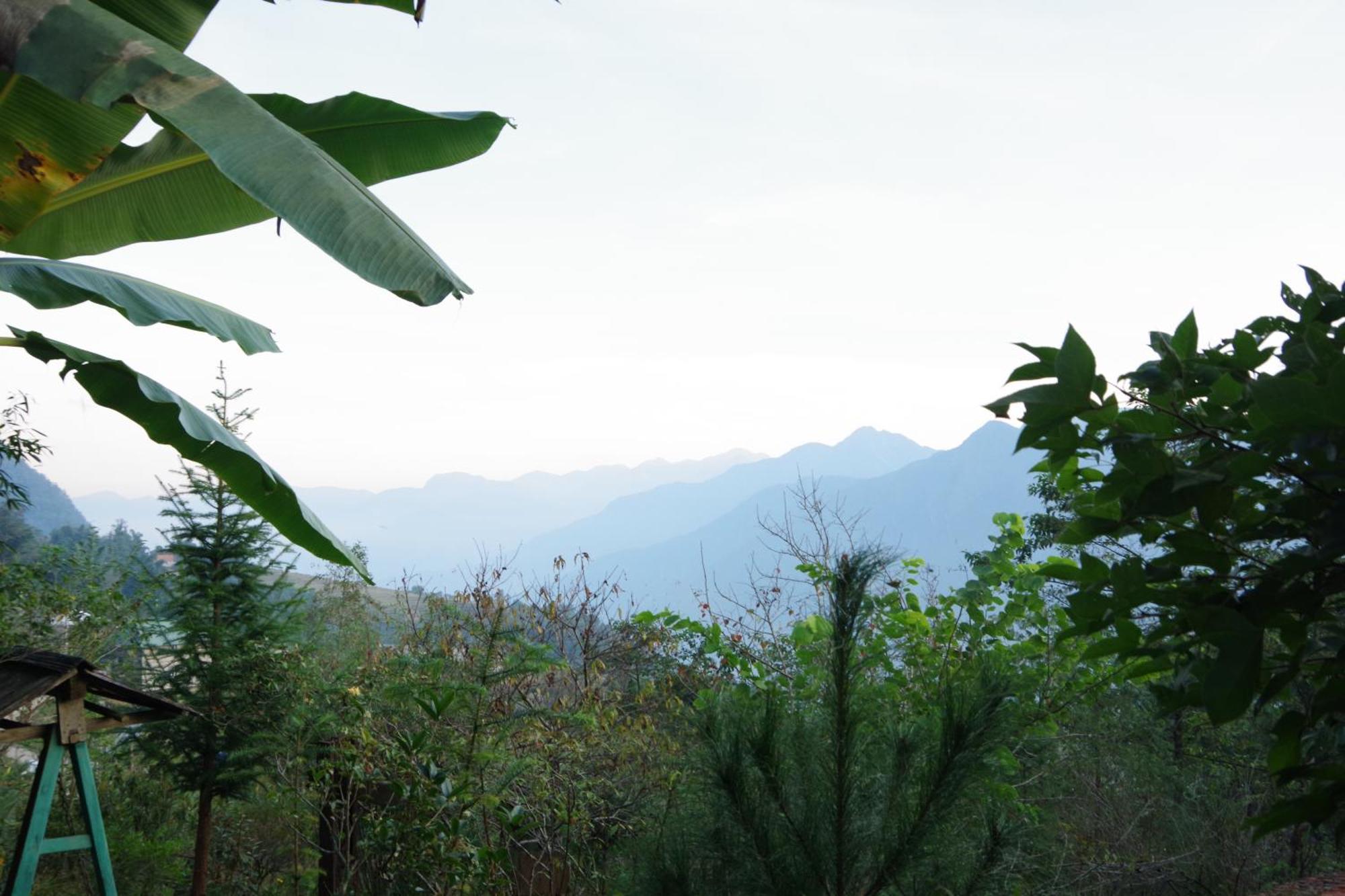 Chapi Dreamy *